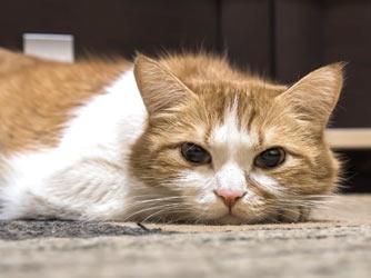 Liver Disease in Cats​