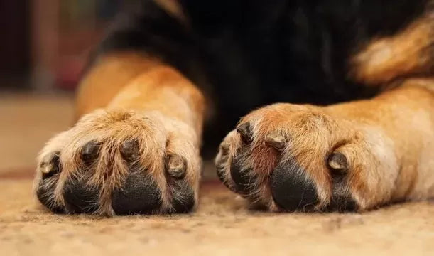 Swollen Dog Paw: Causes, Symptoms, and Treatment