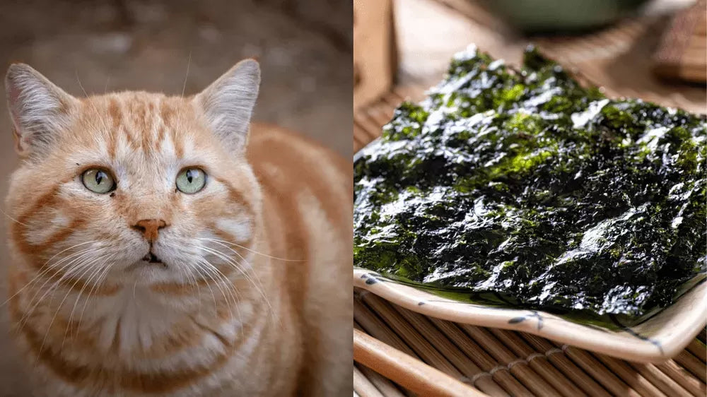 Can Cats Eat Seaweed