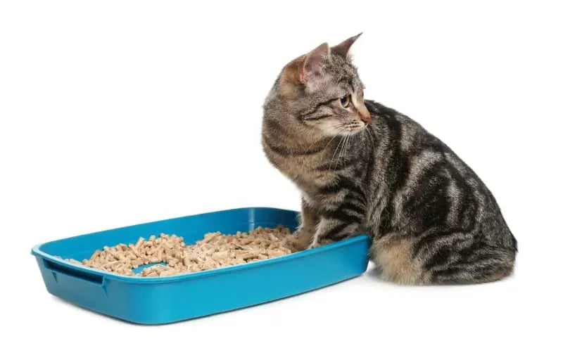 Understanding and Managing Cat Urinary Tract Infections