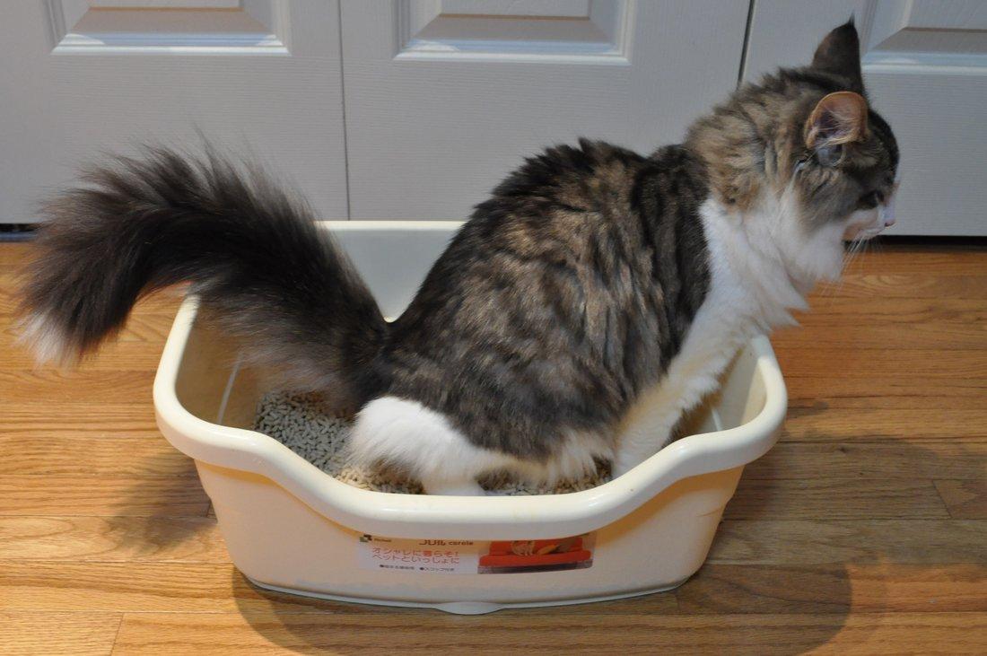 Cat Bleeding When Urinating