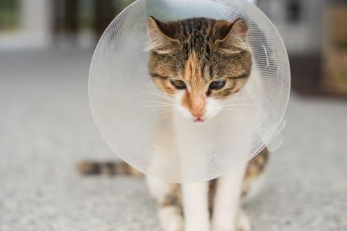 Can Cats Throw Up From Stress​