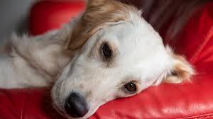 Lupus Disease in Dogs