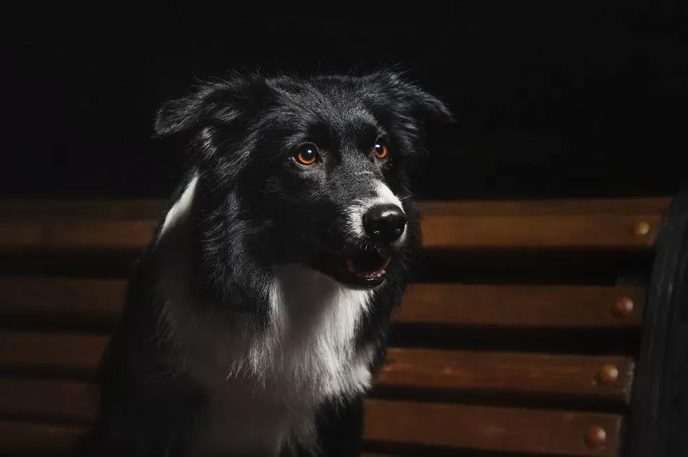 Why Is My Dog Panting At Night: Causes and Solutions