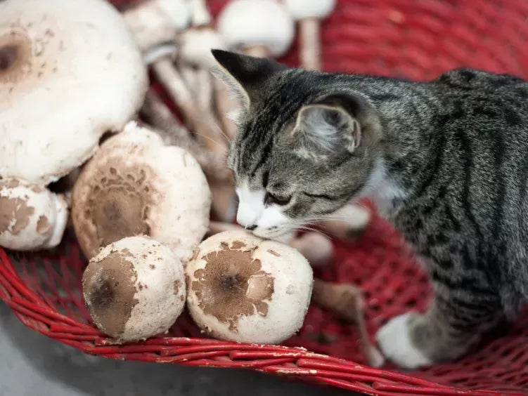 Can Cats Eat Mushrooms