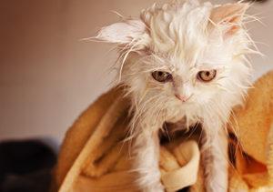 Can You Bathe A Cat​