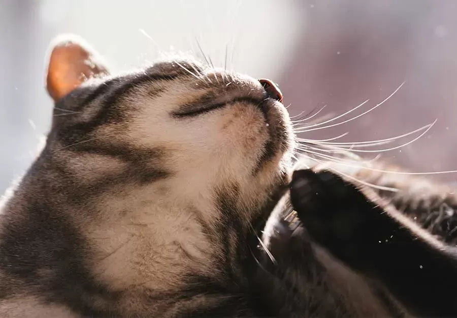 Cat Dandruff Treatment: Understanding the Causes and Solutions
