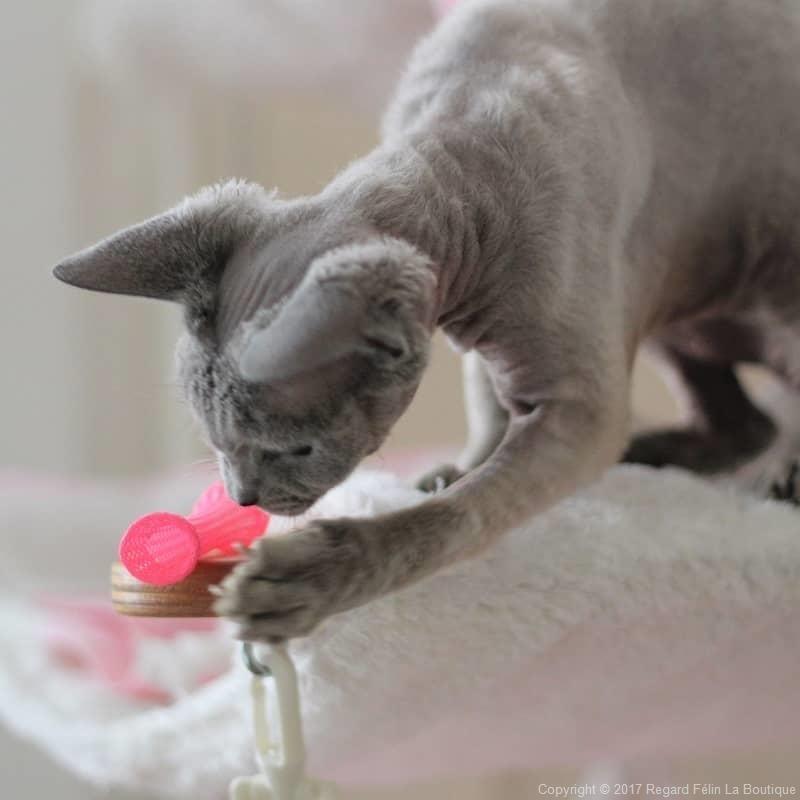 What Happens If A Cat Swallows Any Part of Boinks