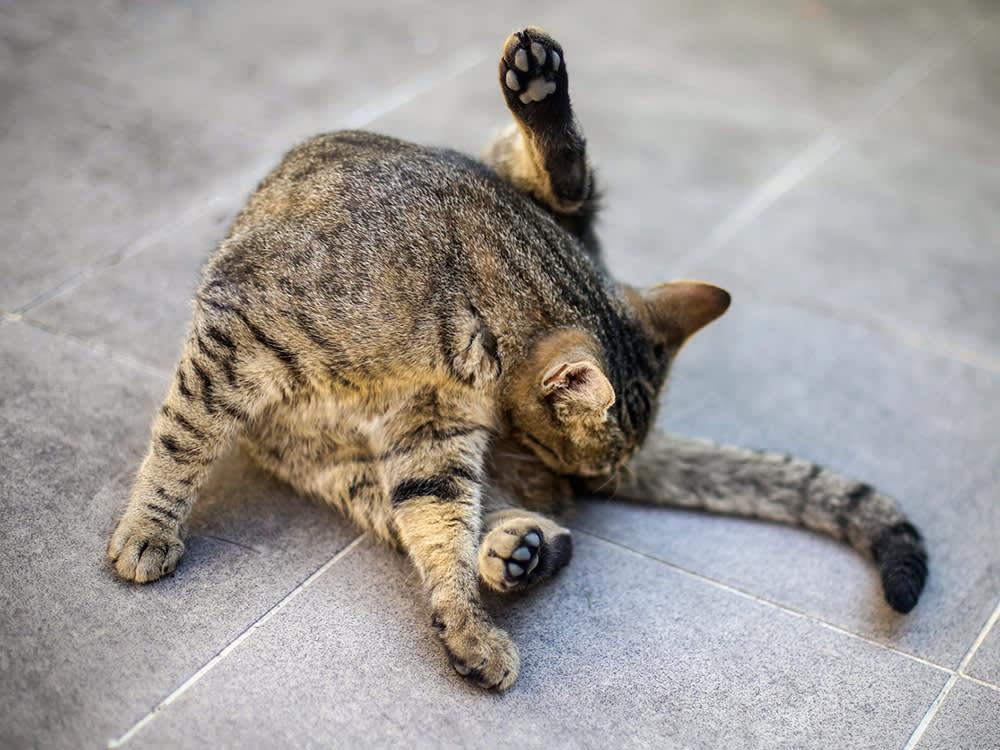 Cat Anus Gland Abscess Rupture Home Treatment