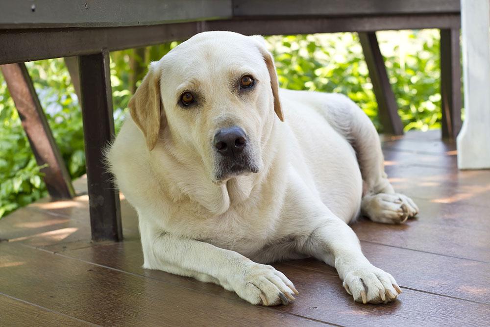 Twisted Stomach in Dogs