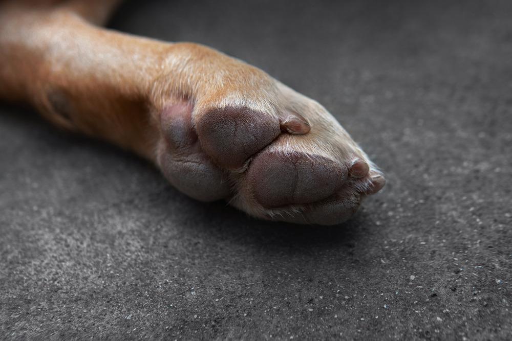 Why Are My Dogs Paws Red