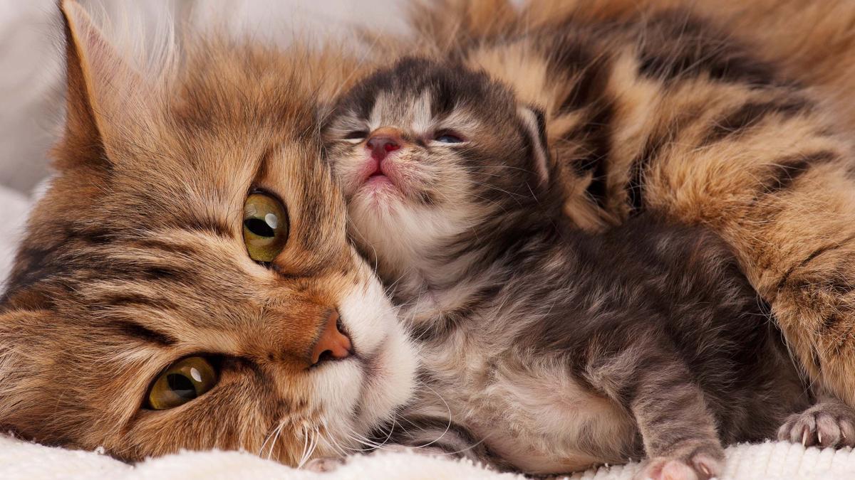 How to Get Cat Smell Out of House