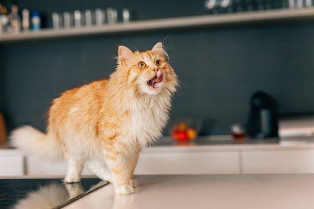 What to Do if A Cat Accidentally Eats Borax