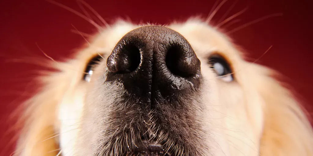 Dog Snotty Nose