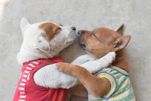 How to Get 2 Dogs to Get Along