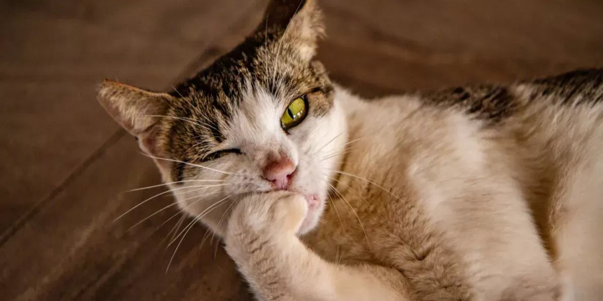 Why Do Cats Bite Their Nails