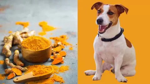 Can Dogs Have Turmeric
