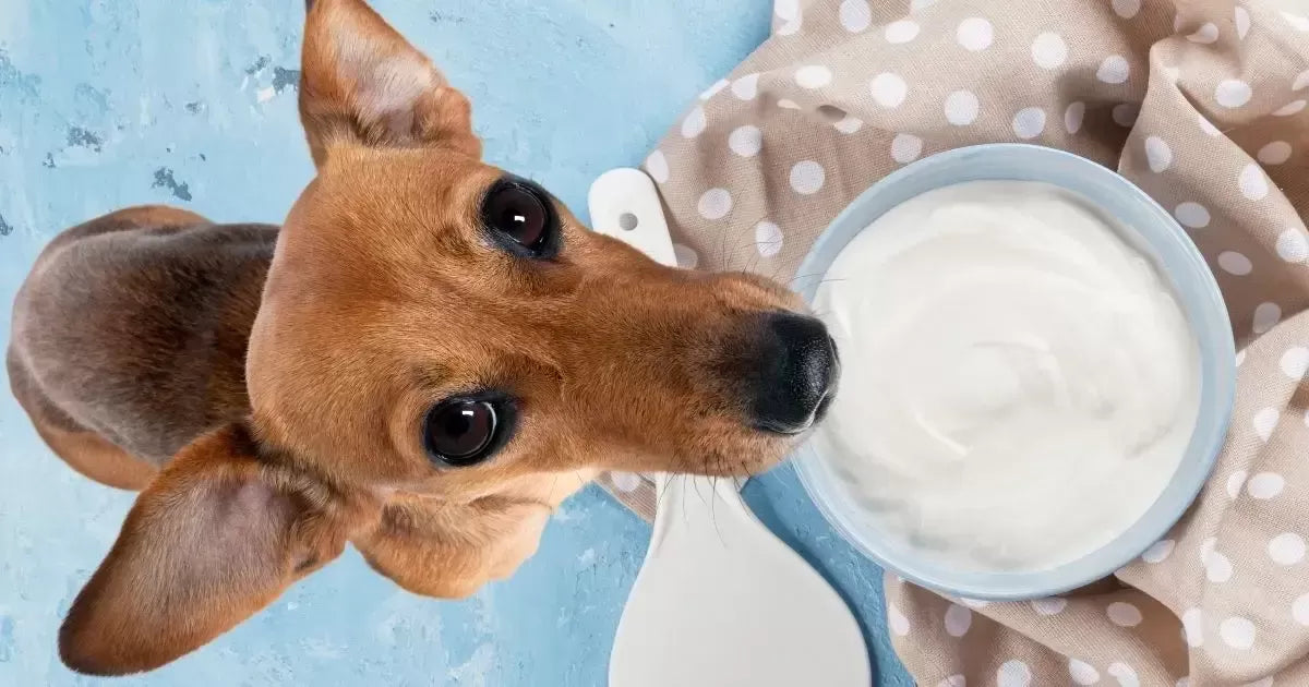 Can Dogs Eat Sour Cream?