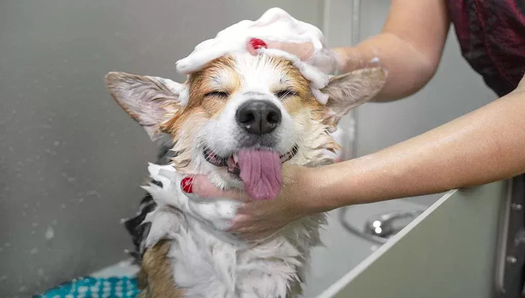 The Canine Cleanse: A Comprehensive Guide to Dog Bath
