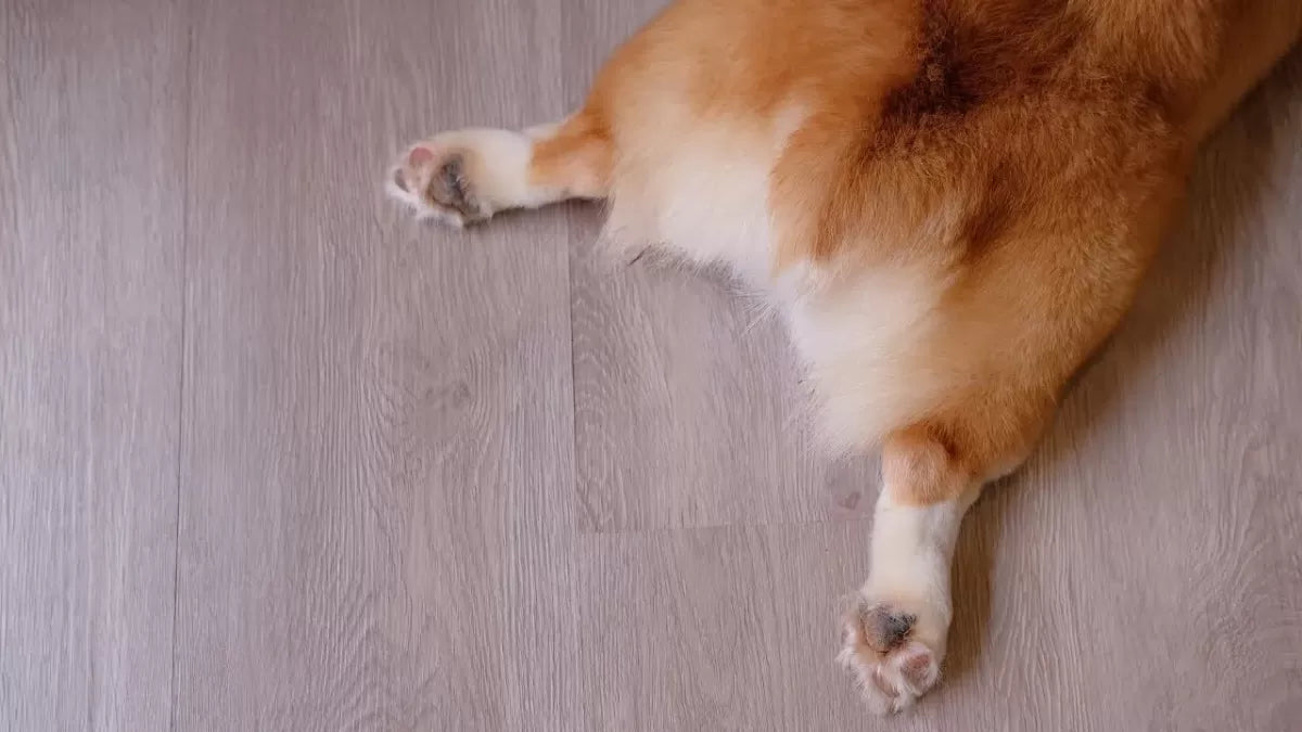 Dog Fart: What You Should Know