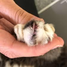 Feline Lung Digit Syndrome: Causes, Treatment, and Life Expectancy