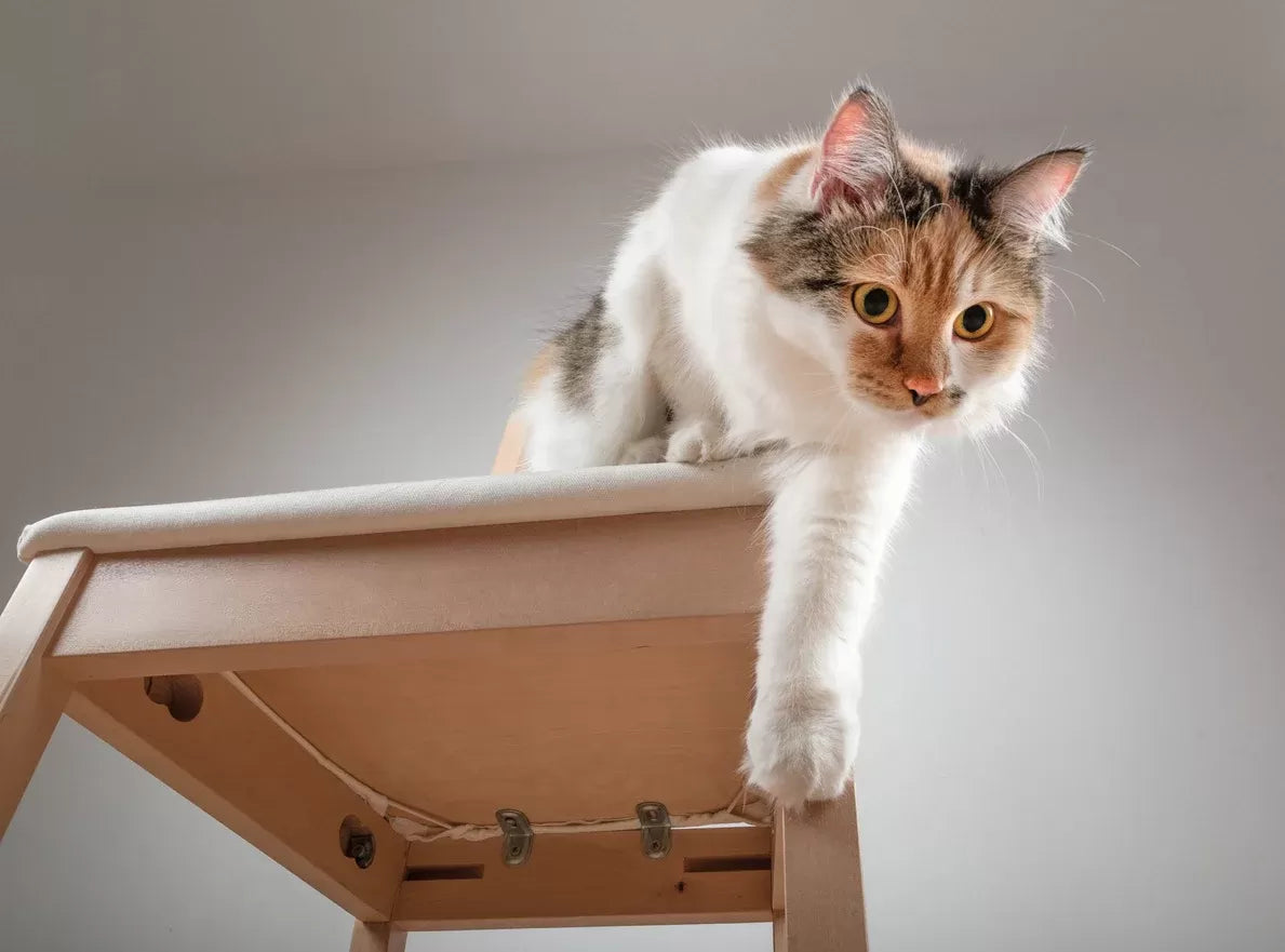 Cat Not Using Front Paw Flopping​