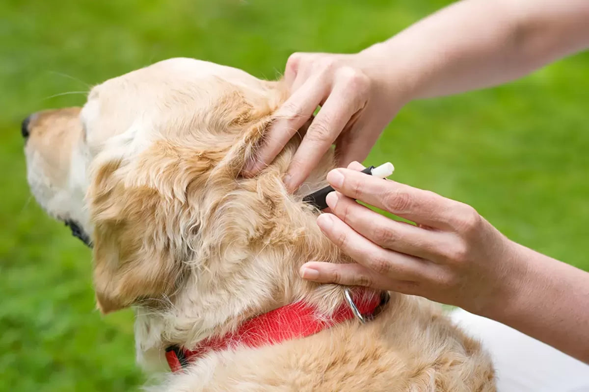 Ehrlichia in Dogs