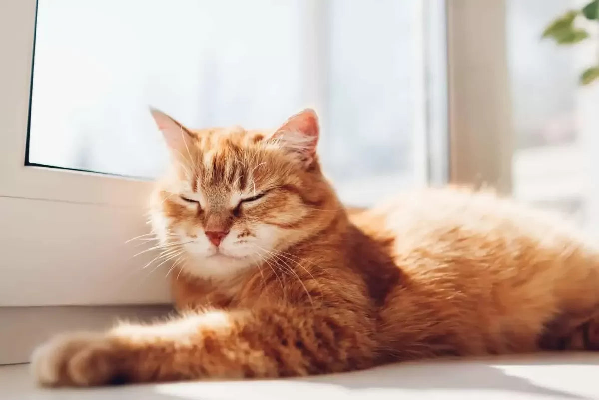 Are Orange Cats Dumb? Explore The Truth