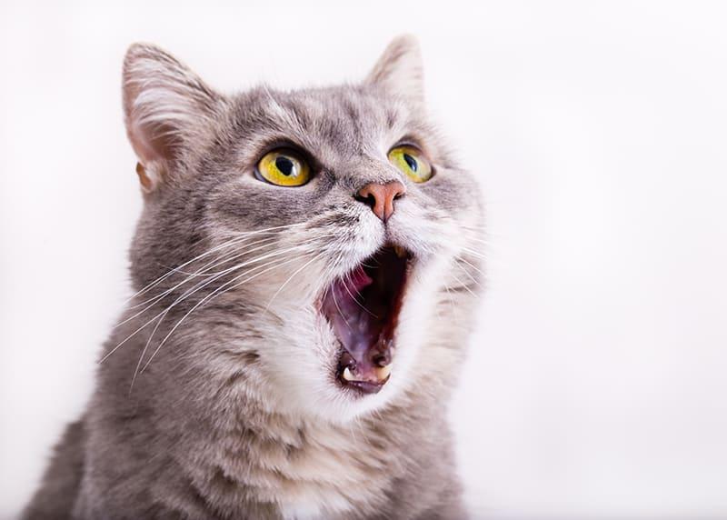 Feline Throat Cancer