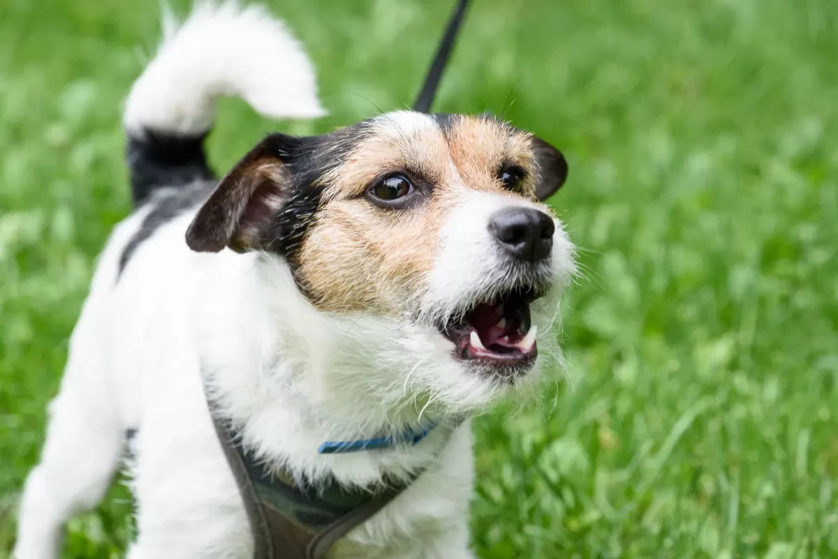 Do Dogs Get Tired Of Barking