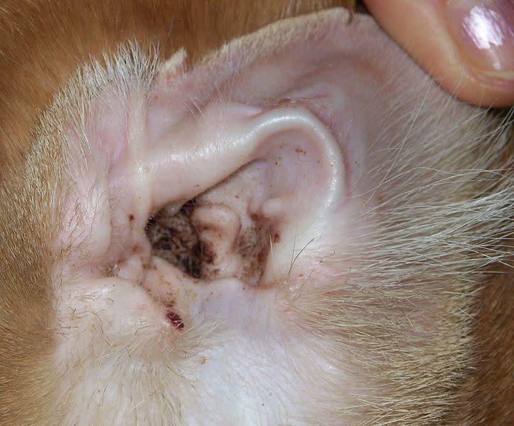 Cat Ear Problems: Home Remedies and Natural Solutions