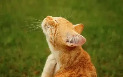 Contact Allergies in Cats