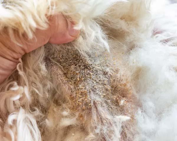 Canine Seborrhea Treatment Home Remedy