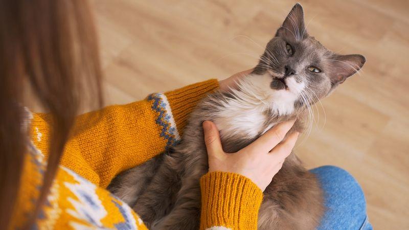 Why Doesn't My Cat Like to Be Held