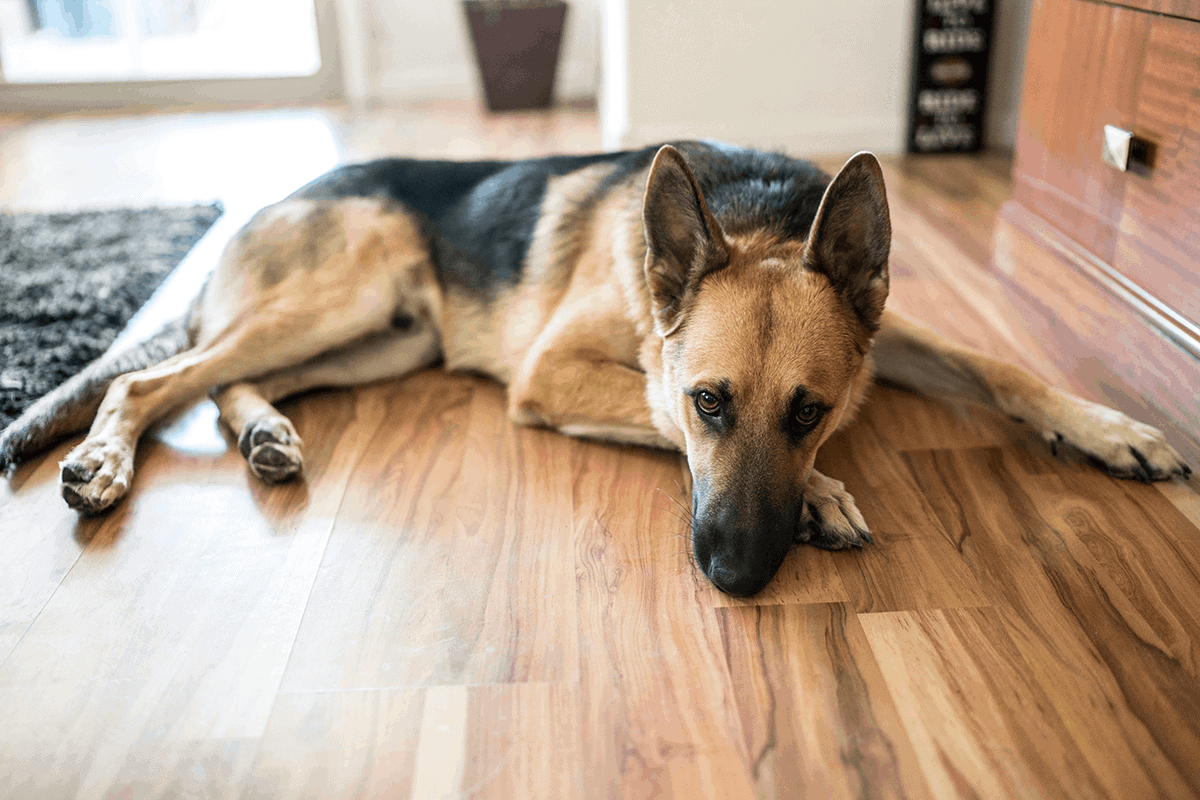 Hip Problems in Dogs