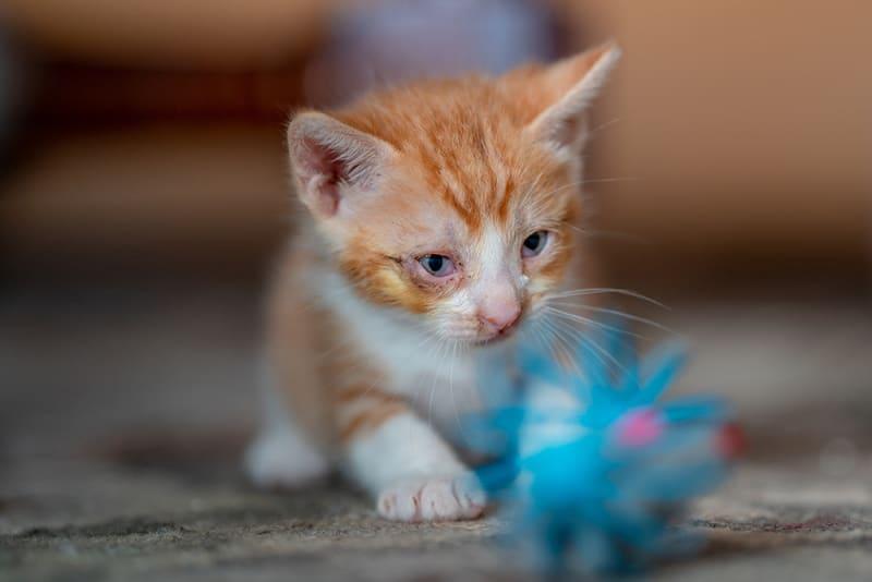 How to Treat Eye Infection with Pus in A Kitten