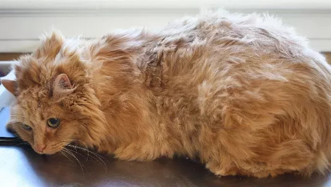 Why Has My Cat's Fur Gone Lumpy