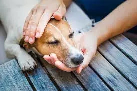 Can Dogs Get Concussed