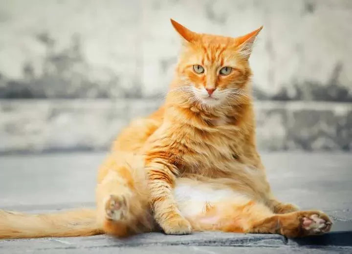 The Quirky Charm of Cats Sitting Like Humans