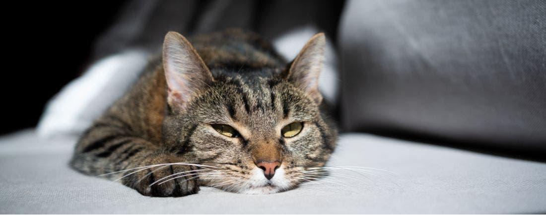 Do Cats Get Bored