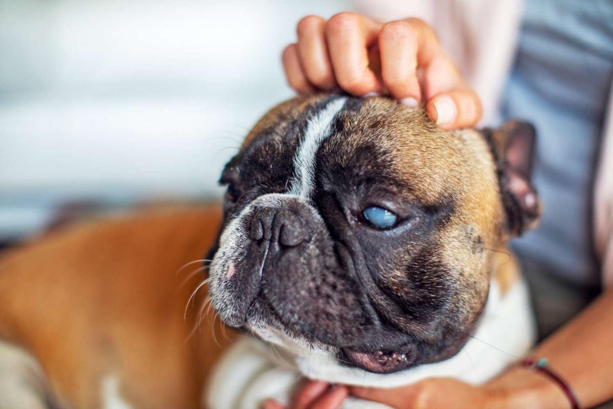 Dog's Eye Turned White Overnight: Causes, Symptoms, and Treatment