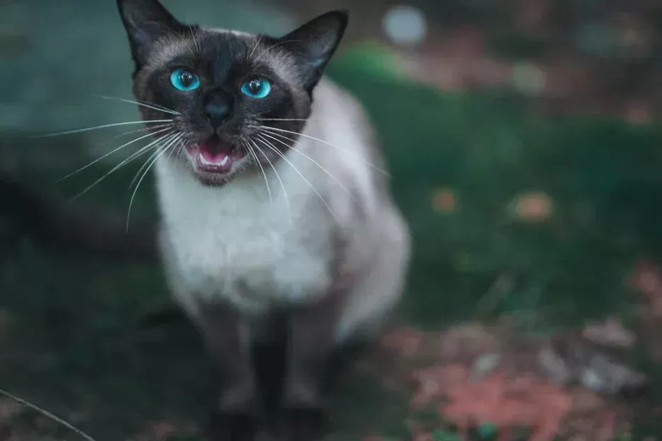 Why Do Siamese Cats Meow So Much