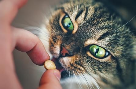 Cat Acting Weird After Given Dewormer: What To Do