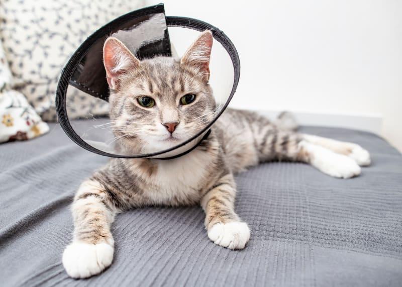 Cats Throwing up After Neutering