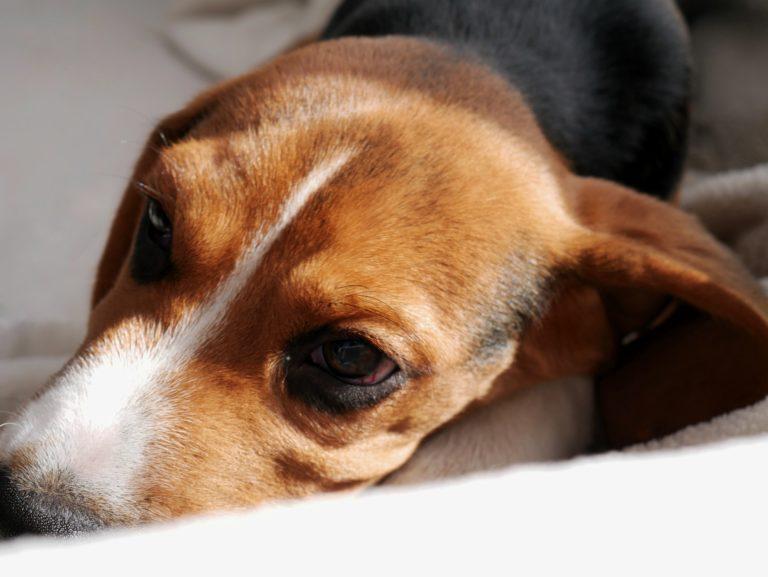 Splenic Mass in Dogs