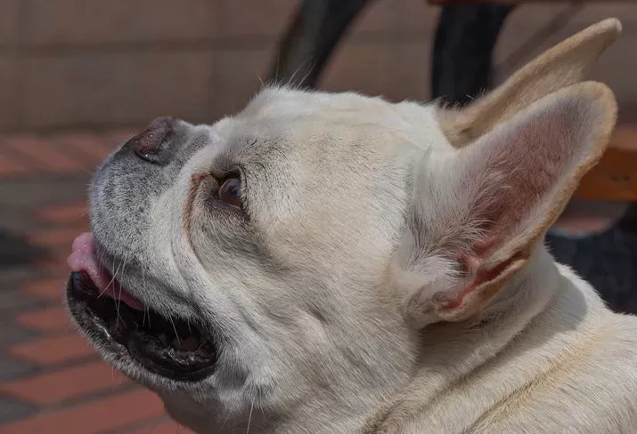 Unveiling the Causes and Remedies for Dog Wheezing