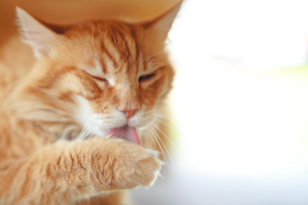 Cat Pulling Hair Out