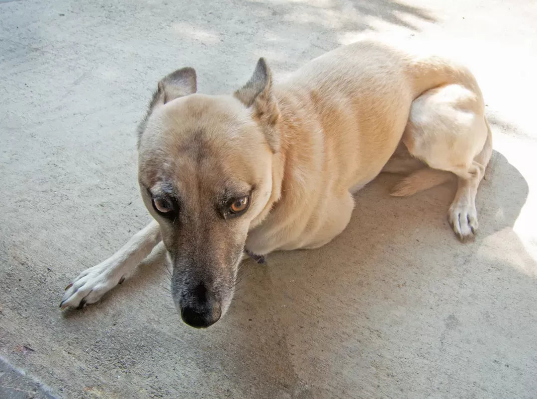 Decoding Canine Communication: Understanding the Meaning of Dogs' Ears Back