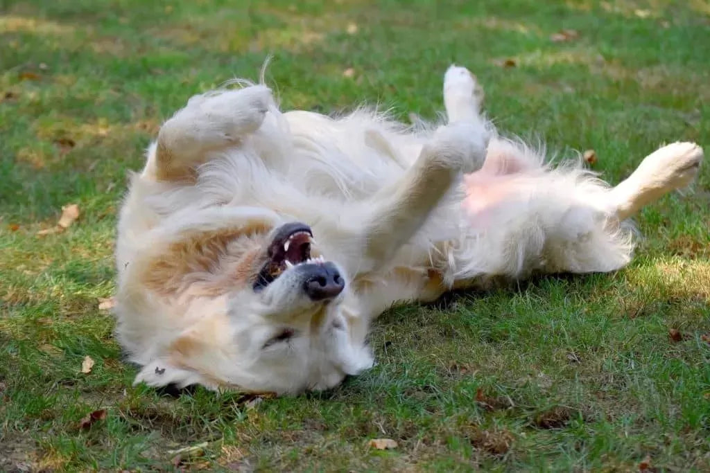 Why Do Dogs Roll In Dead Animals