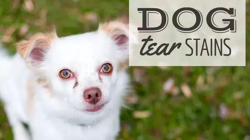 What Food Cause Tear Stain In Dogs?